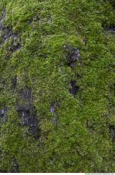 Photo Textures of Moss